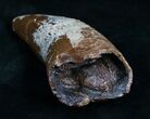 T-Rex Tooth - Excellent Preservation! #5941-7